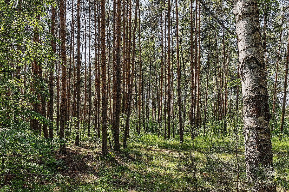 Береста -2