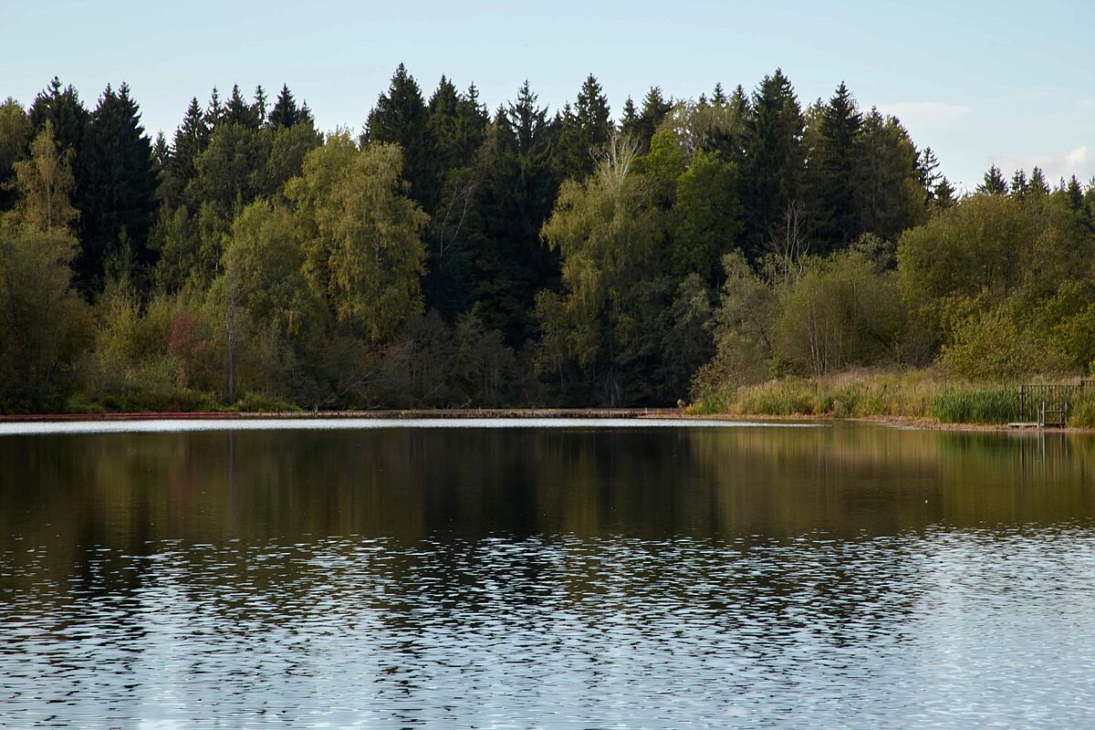 Вид на лес с реки Беляна 