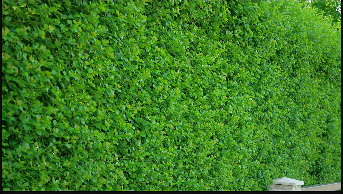 Для клиентов Villagio