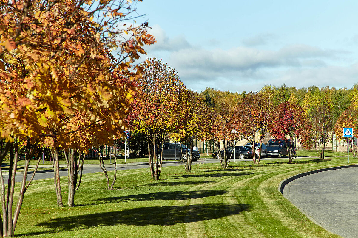 Аллея главного бульвара 
