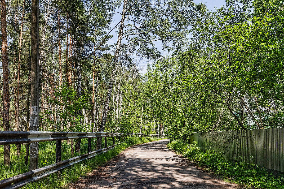 Береста -2
