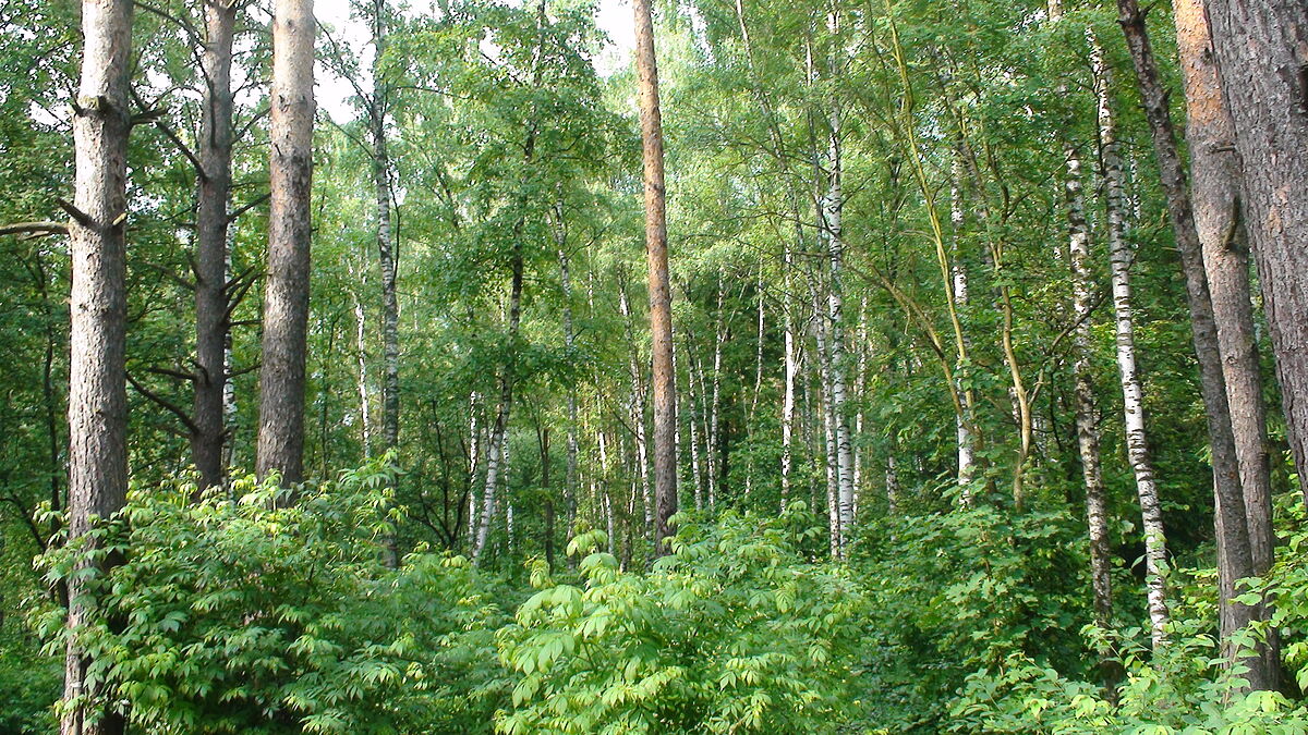 Павловский лес