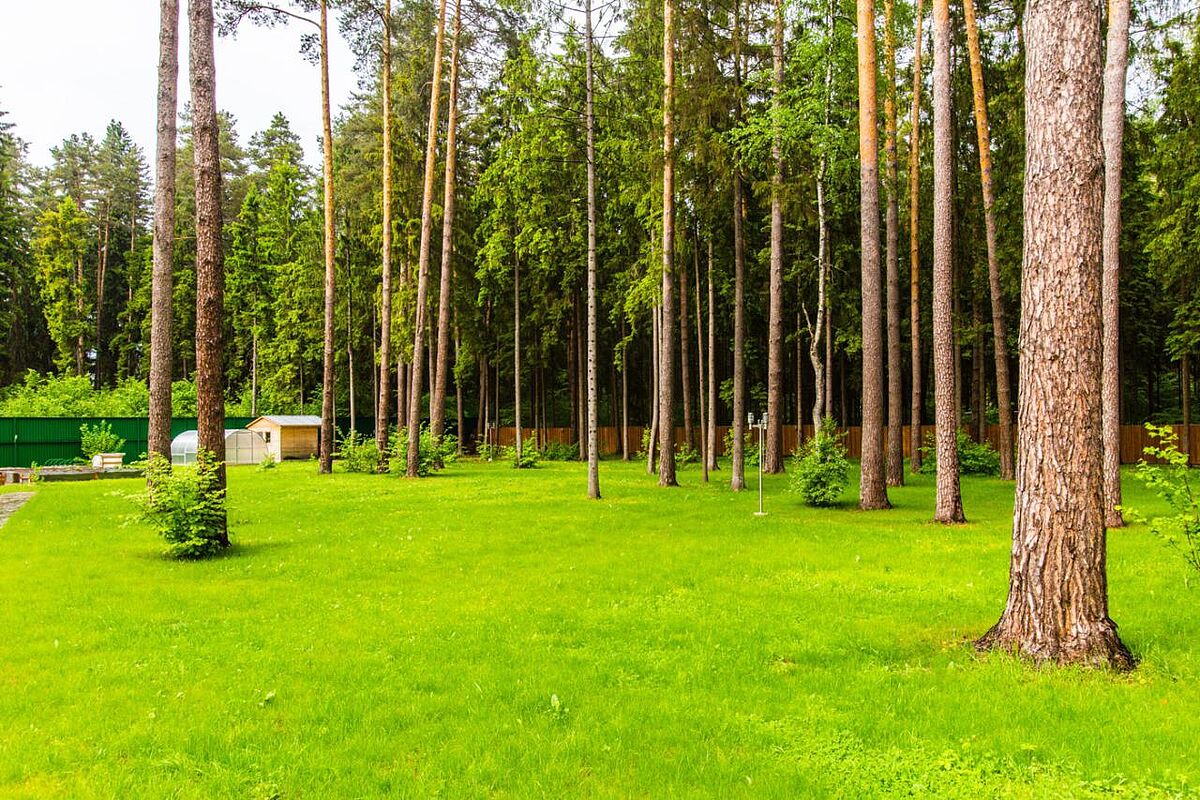 Дом из дерева на лесном участке