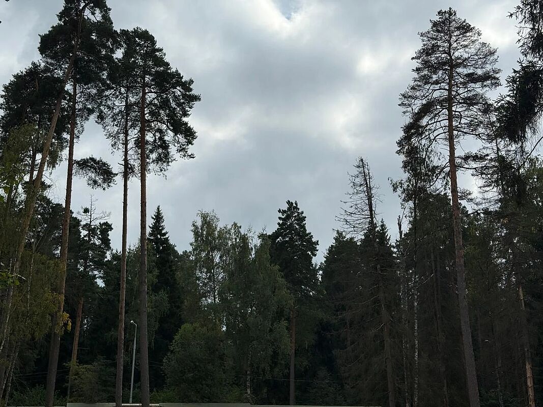 new