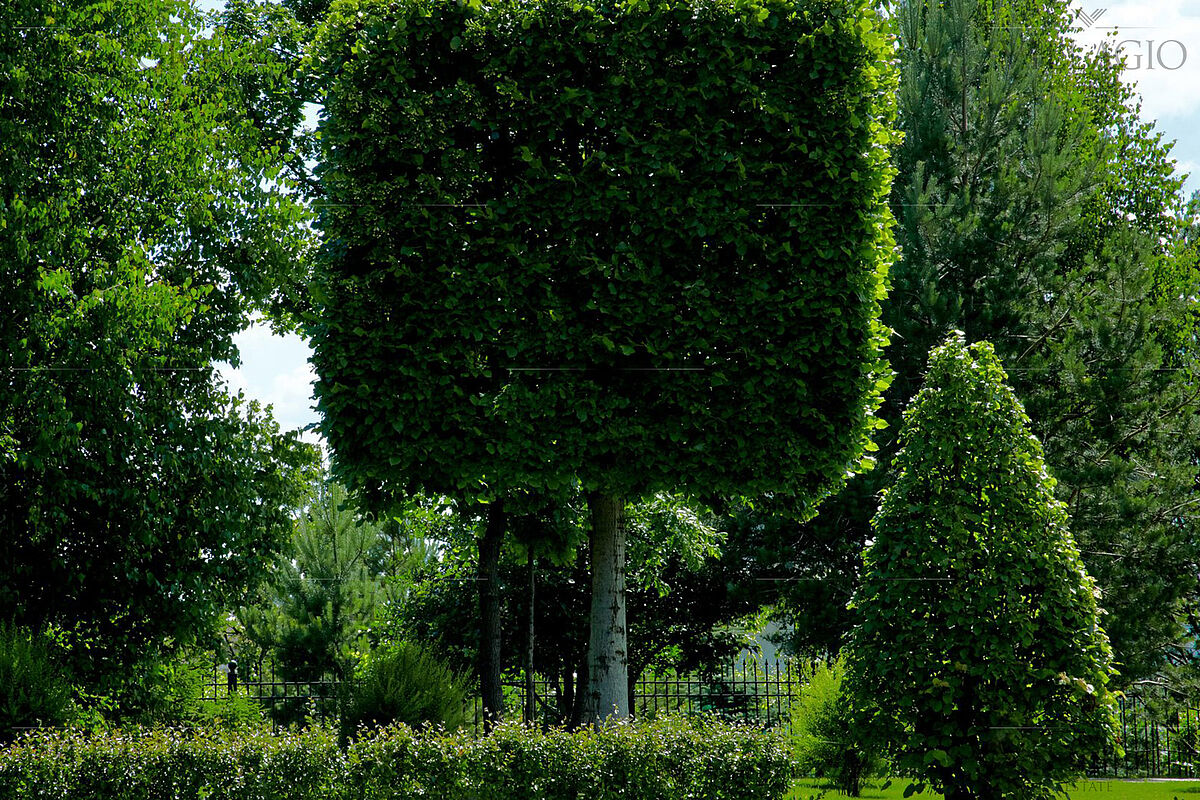 Топиарии в Парке Искусств