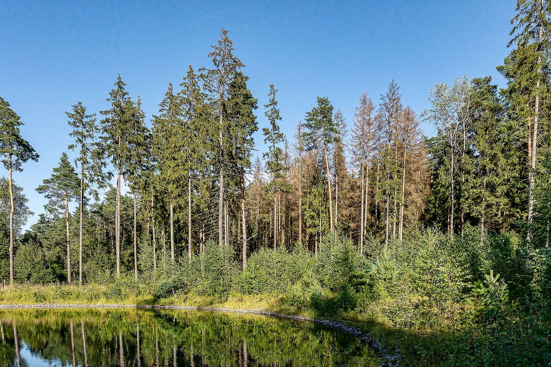 Участки с выходом в лес в элитных поселках на Новой Риге