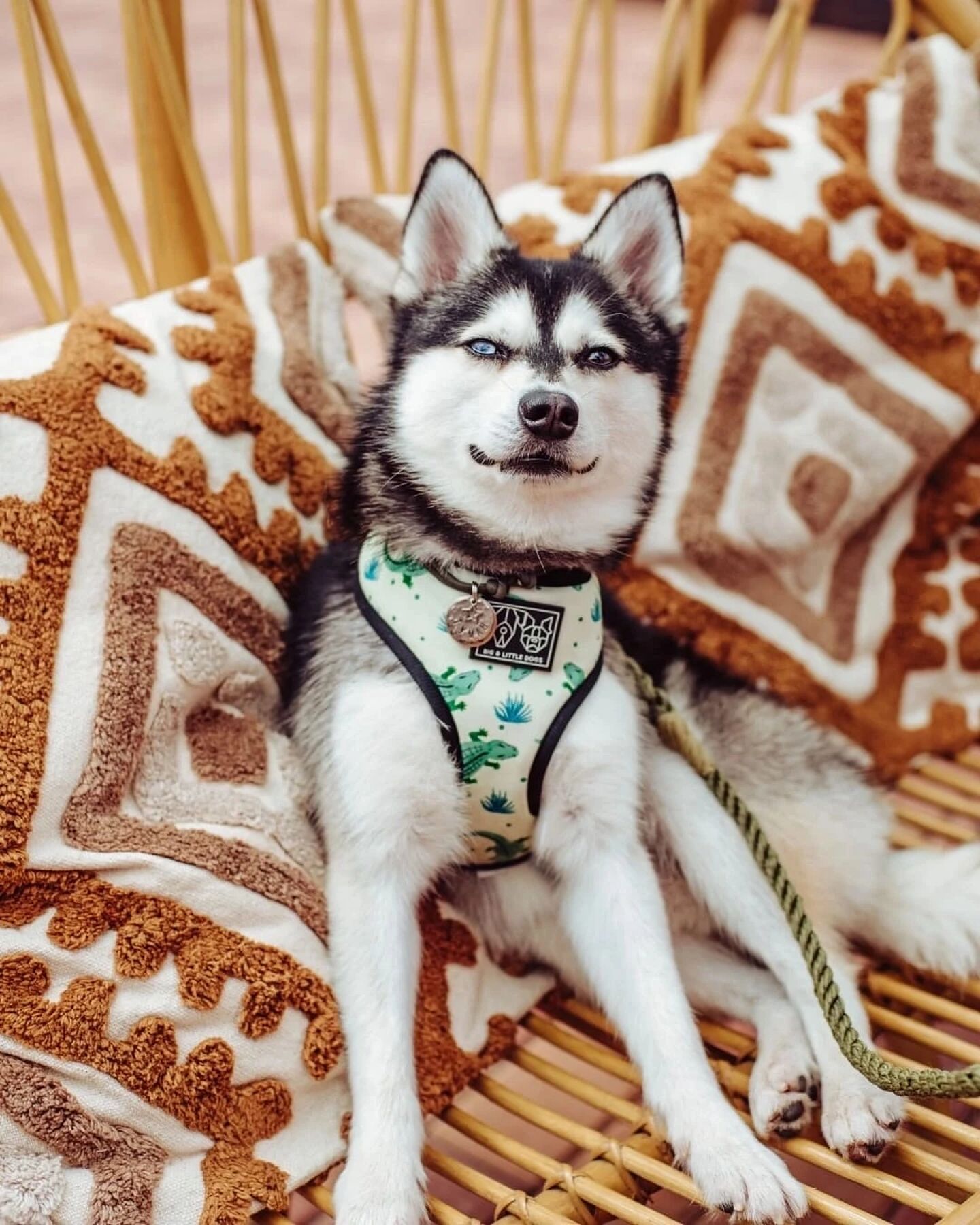 Pets & Friends: пикник для питомцев и их родителей в Novaya Riga Outlet Village