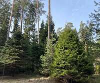 Шикарный лесной участок с соснами