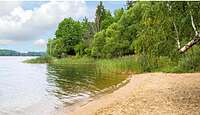 Уникальный лесной участок у воды