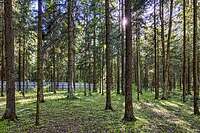 Уникальный лесной участок 34 сотки