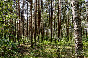 Береста -2