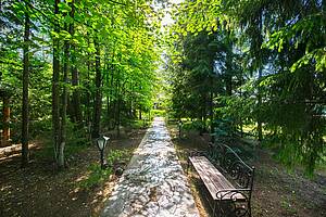 Зеленая роща