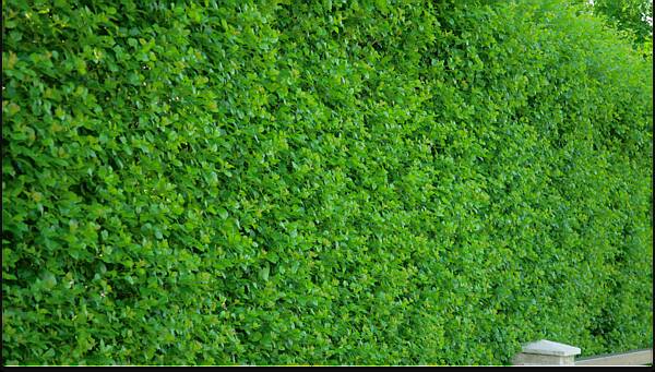 Для клиентов Villagio