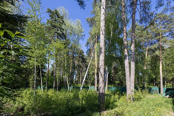 Лесной участок 20 соток