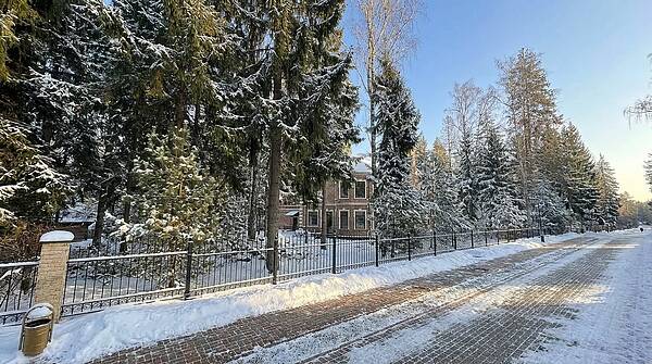 Участок с живописными елями