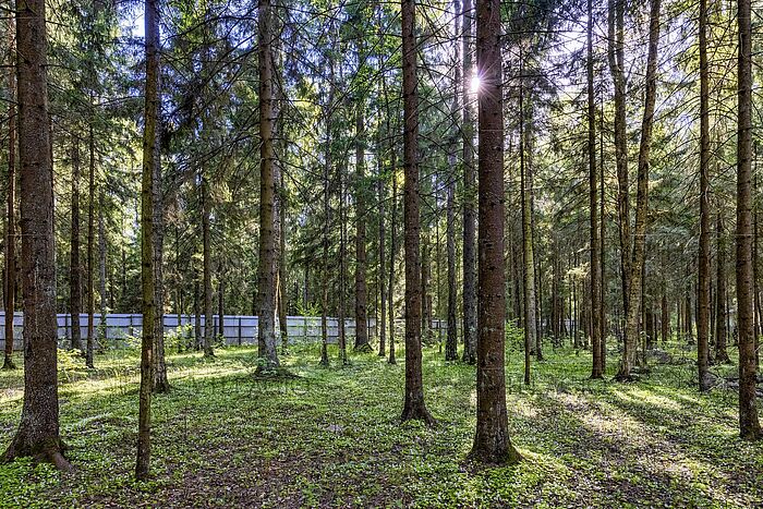 Уникальный лесной участок 34 сотки